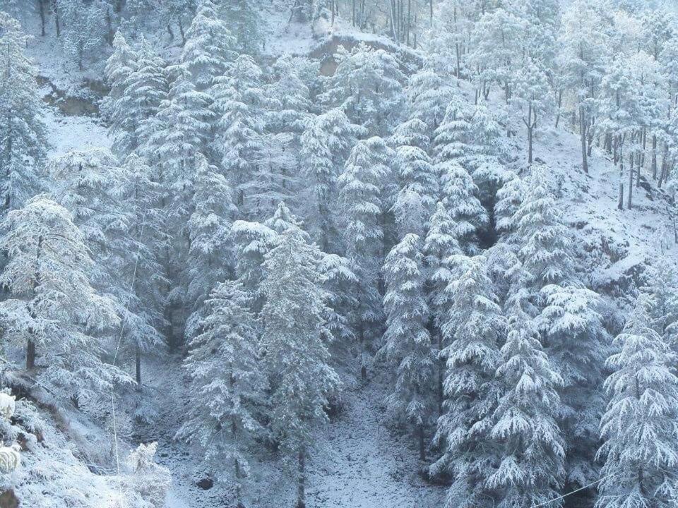 Calm Paradise Шимла Екстериор снимка